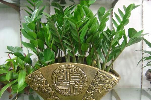 金钱树生长期怎么养护,每隔10-15天浇一次水