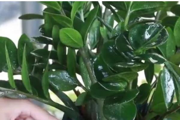 金钱树生长期怎么养护,每隔10-15天浇一次水