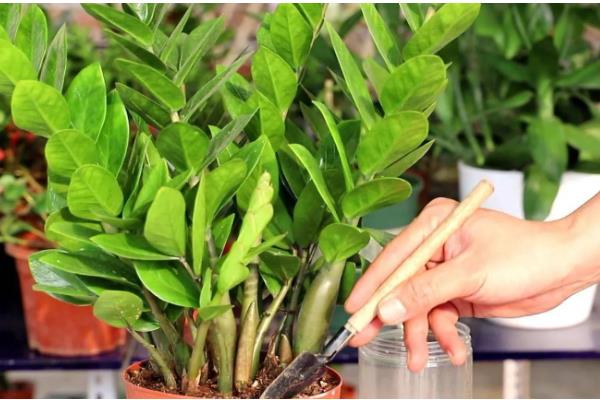 金钱树生长期怎么养护,每隔10-15天浇一次水