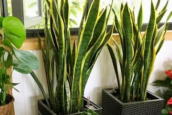 怎么养金边虎皮兰，每隔1-2天浇水一次