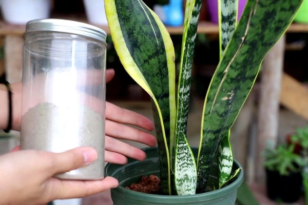 怎么养金边虎皮兰，每隔1-2天浇水一次