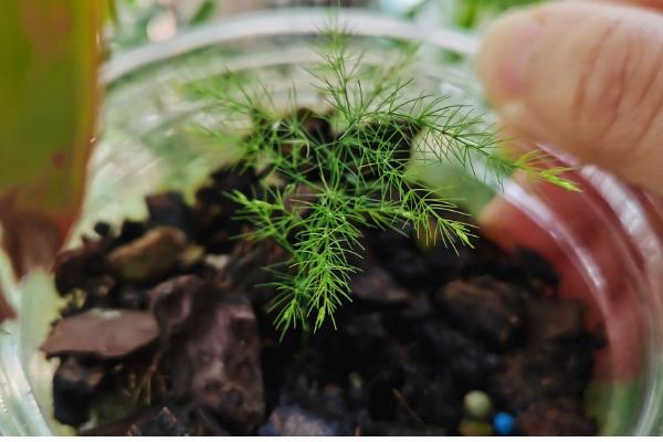 澳洲杉的繁殖方式,可播种也可扦插