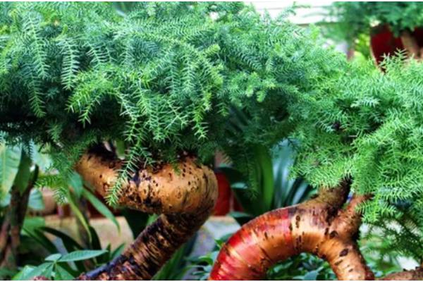 澳洲杉的繁殖方式,可播种也可扦插