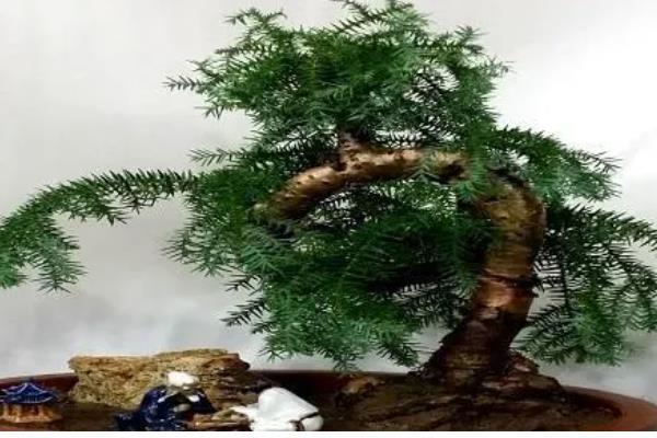 澳洲杉的繁殖方式,可播种也可扦插