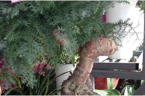 澳洲杉的繁殖方式,可播种也可扦插