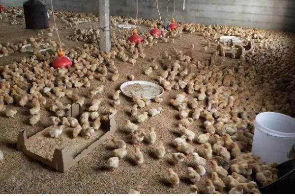 自配鸡饲料要注意什么，矿物质含量需达到总饲料量的0.3%左右