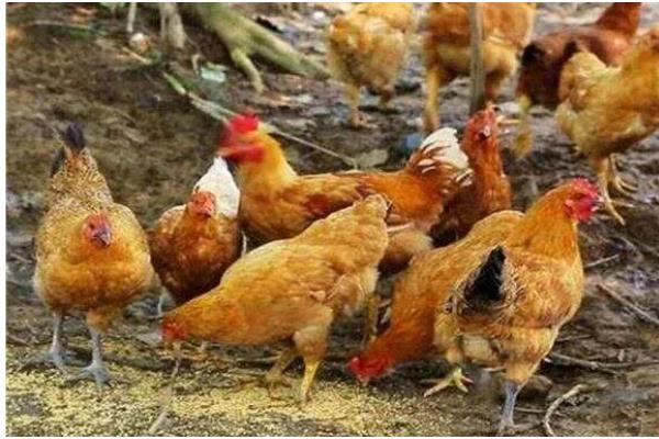 自配鸡饲料要注意什么，矿物质含量需达到总饲料量的0.3%左右