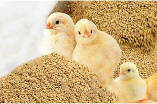 自配鸡饲料要注意什么，矿物质含量需达到总饲料量的0.3%左右