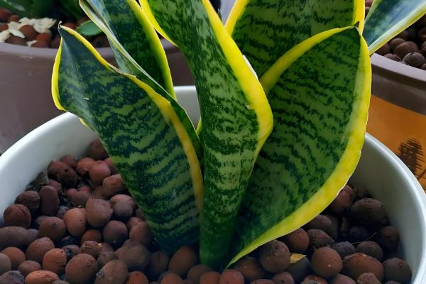 虎皮兰如何养护，株高达到10厘米要摘心打顶