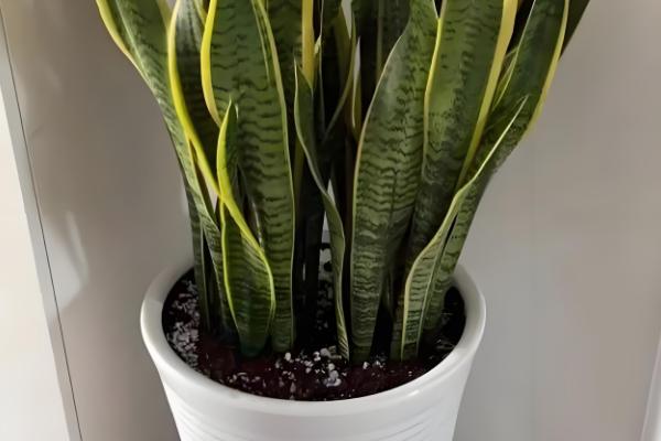 虎皮兰如何养护，株高达到10厘米要摘心打顶