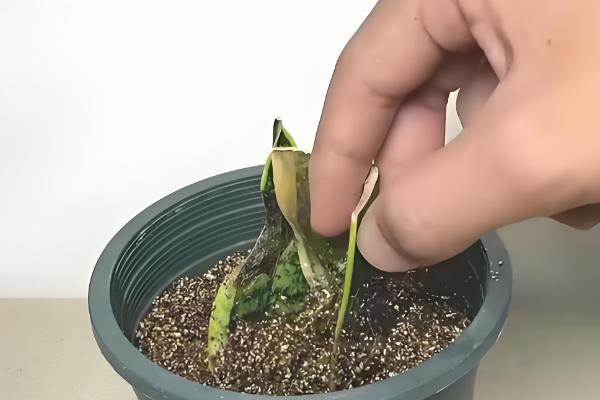 虎皮兰如何养护，株高达到10厘米要摘心打顶