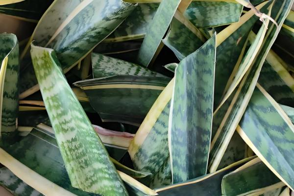 虎皮兰如何养护，株高达到10厘米要摘心打顶