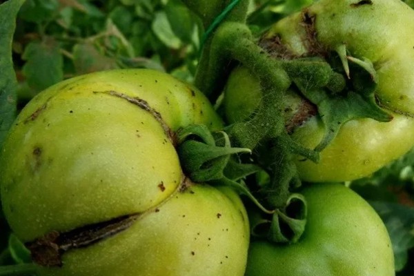 西红柿种植裂果原因,主要原因是水分失调