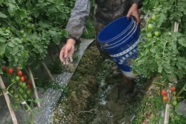 西红柿种植裂果原因,主要原因是水分失调