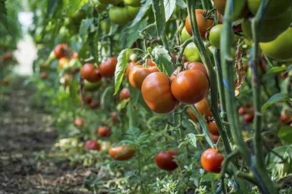 西红柿种植裂果原因,主要原因是水分失调