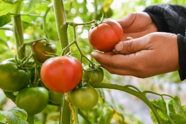 西红柿种植裂果原因,主要原因是水分失调