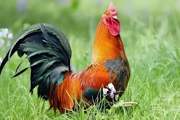 公鸡的外形特点，其体型高大且头有火红的鸡冠