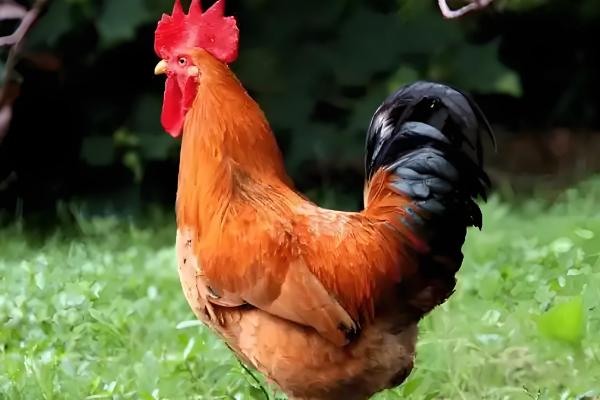 公鸡的外形特点，其体型高大且头有火红的鸡冠