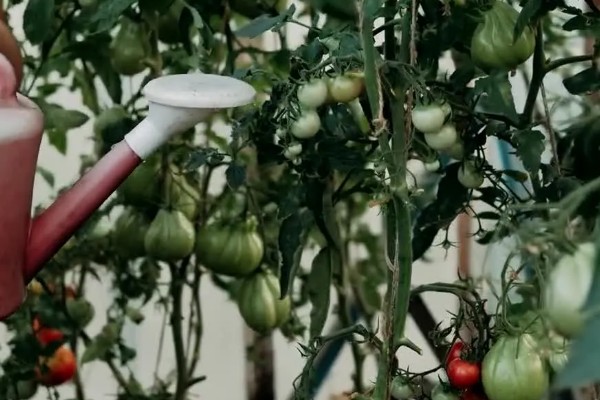 西红柿种植裂果原因,主要原因是水分失调