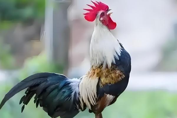 公鸡的外形特点，其体型高大且头有火红的鸡冠