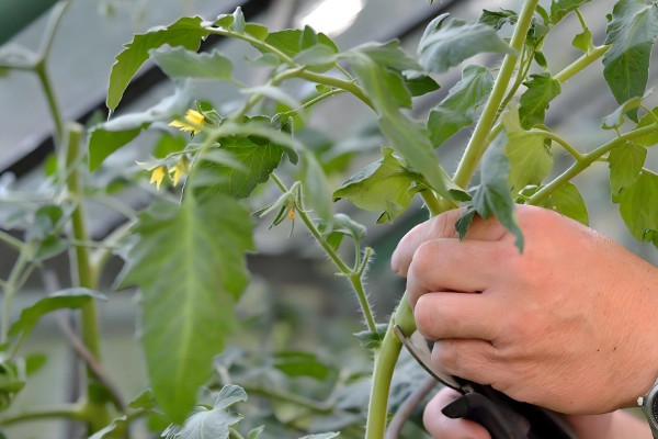 西红柿种植裂果原因,主要原因是水分失调