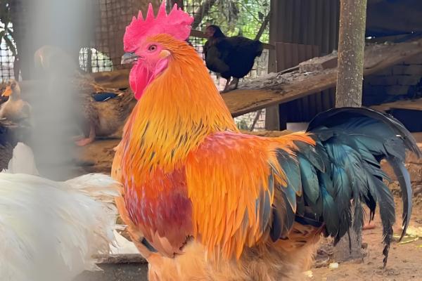 公鸡的外形特点，其体型高大且头有火红的鸡冠