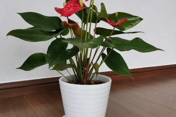 红掌能放在客厅吗，可以放在客厅