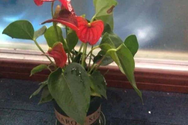 红掌能放在客厅吗，可以放在客厅