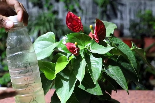 红掌能放在客厅吗，可以放在客厅