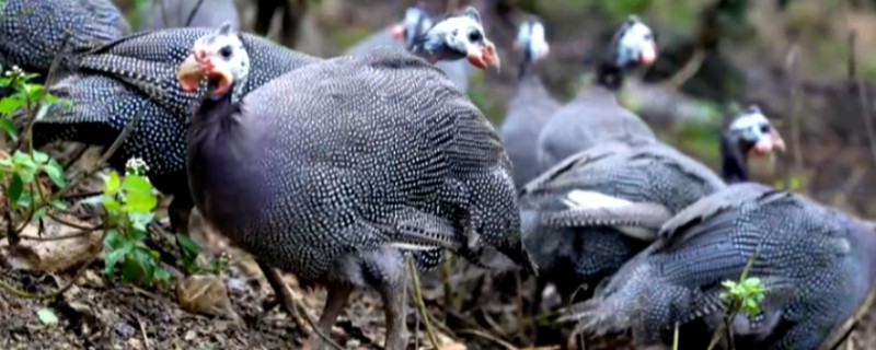 珍珠鸡的养殖方法，需要合理的对其进行驯化