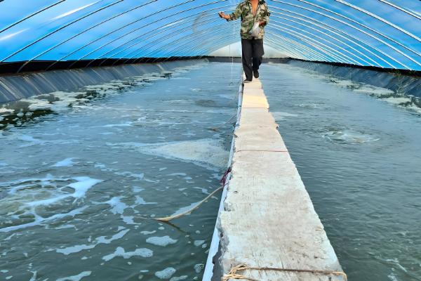 怎么在大棚内养虾，每隔3天换一次水