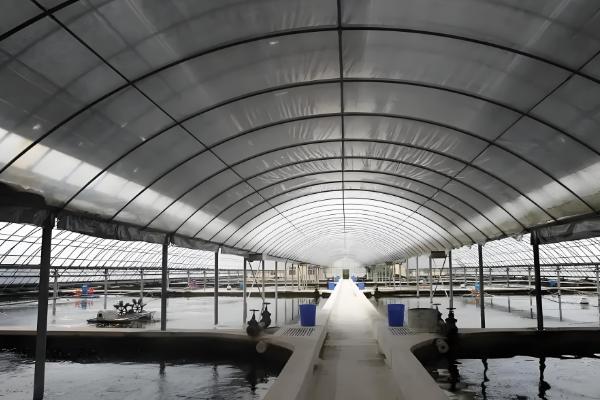 怎么在大棚内养虾，每隔3天换一次水