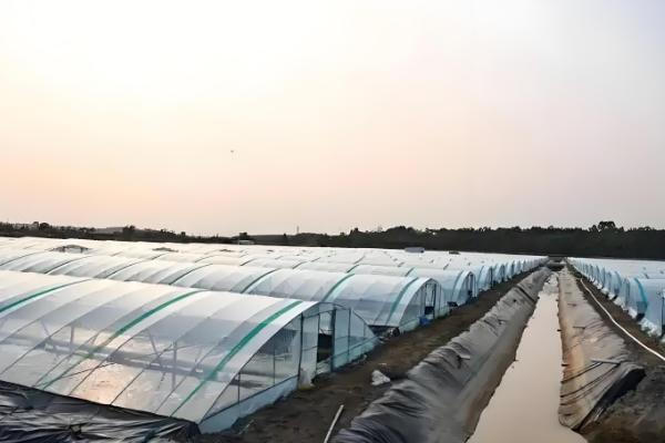 怎么在大棚内养虾，每隔3天换一次水