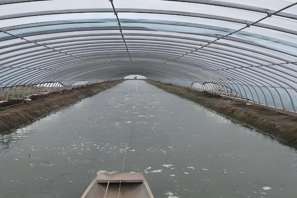 怎么在大棚内养虾，每隔3天换一次水