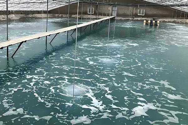 怎么在大棚内养虾，每隔3天换一次水