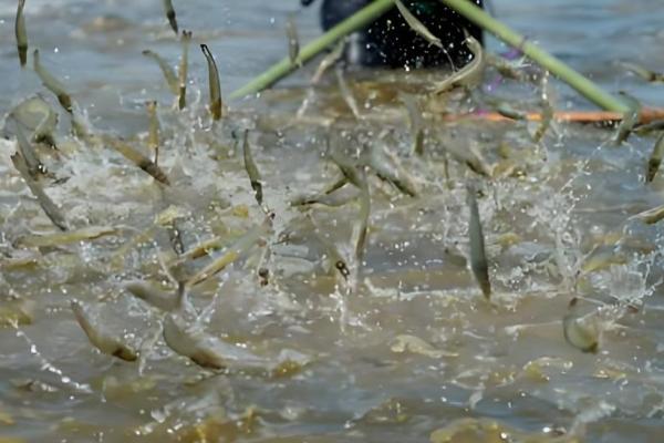 怎么在大棚内养虾，每隔3天换一次水