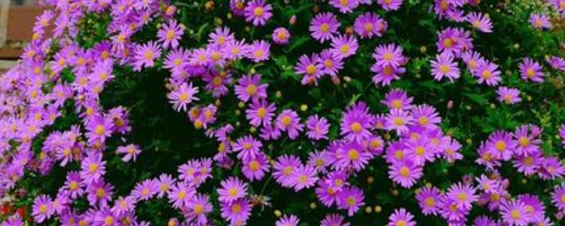 姬小菊的播种方法，每个花盆播种2-3粒