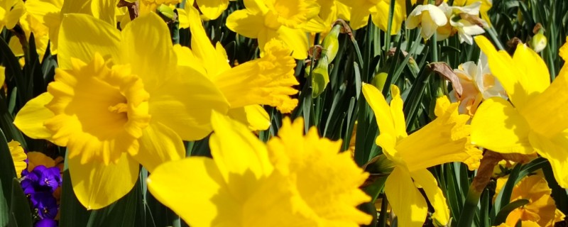 黄水仙的品种，有单瓣黄花的黄太阳、叙事曲等