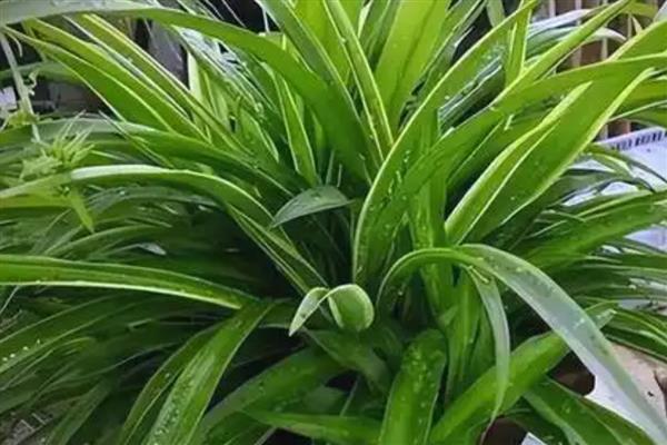 吊兰夏天怎么养殖，通常每天浇一次水