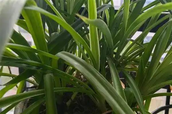 吊兰夏天怎么养殖，通常每天浇一次水