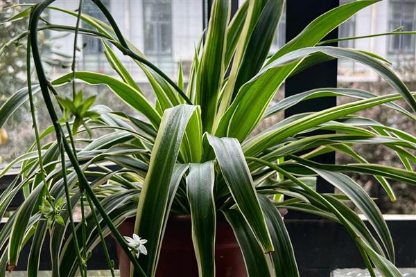 吊兰夏天怎么养殖，通常每天浇一次水