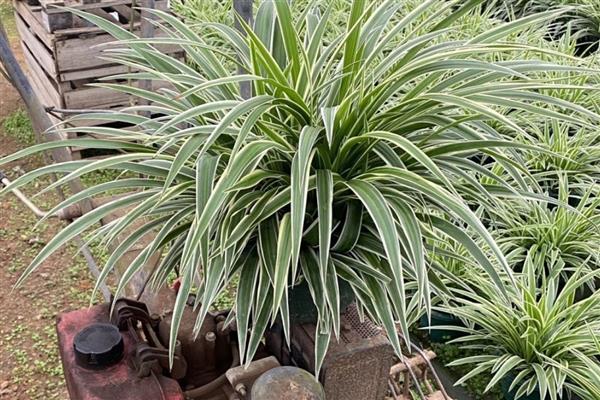 吊兰夏天怎么养殖，通常每天浇一次水