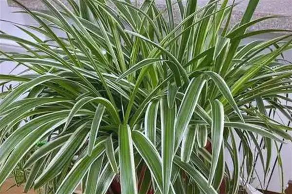 吊兰夏天怎么养殖，通常每天浇一次水