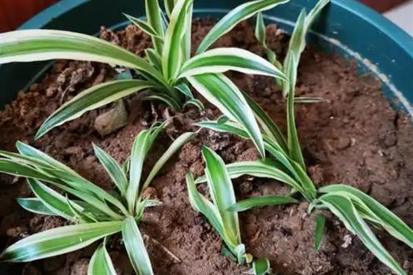 吊兰夏天怎么养殖，通常每天浇一次水