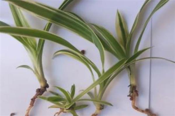 吊兰夏天怎么养殖，通常每天浇一次水