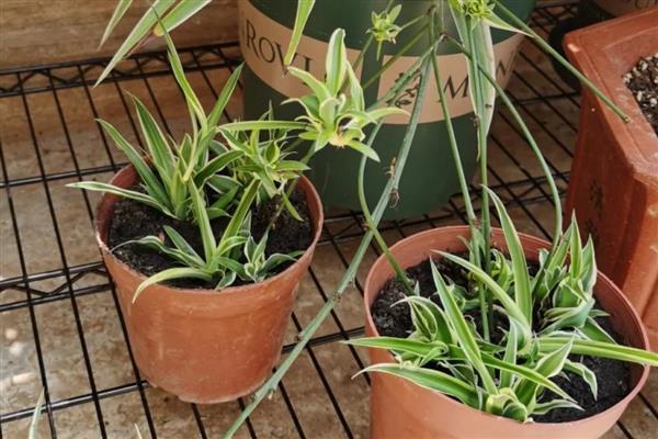 吊兰夏天怎么养殖，通常每天浇一次水