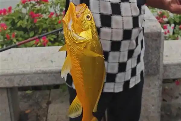 黄花鱼的垂钓技巧,通常选择轻便灵巧型的鱼竿