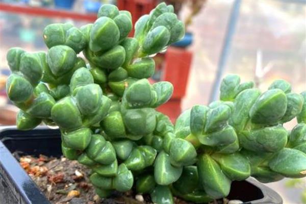 和白凤菊相似的多肉品种，有粉红台阁、丽娜莲等