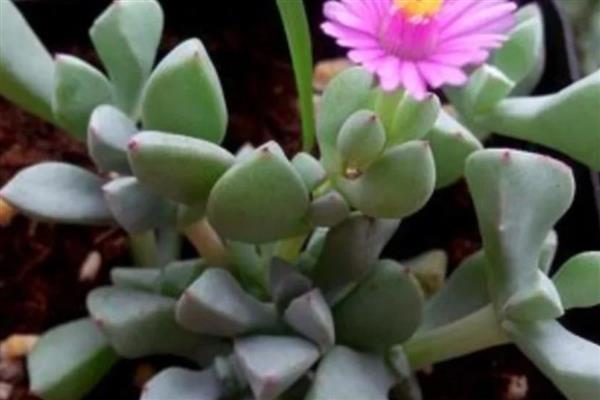 和白凤菊相似的多肉品种，有粉红台阁、丽娜莲等