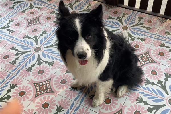 狗身上有螨虫怎么办,把毛发剃掉再涂抹驱螨药水